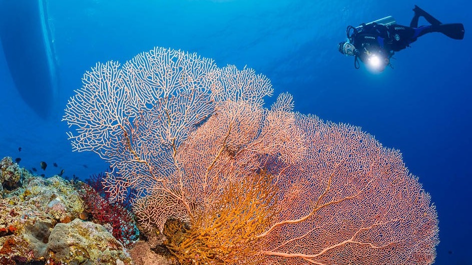 Coralgarden